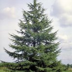 Céder atlantský (Cedrus Atlantica) - výška: 30-50 cm, kont. C3L